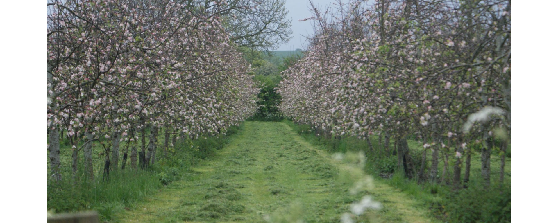 Second prize: Great Kimble orchard by Jorja Putnam-Oxlade